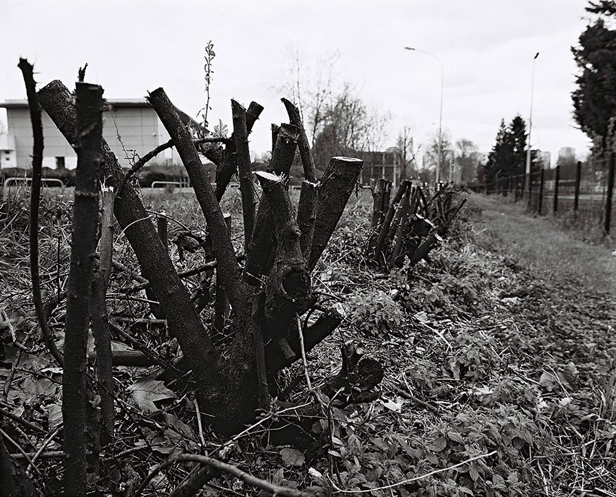 haies taillées après l'entretien annuel sur le campus de la Doua à Lyon