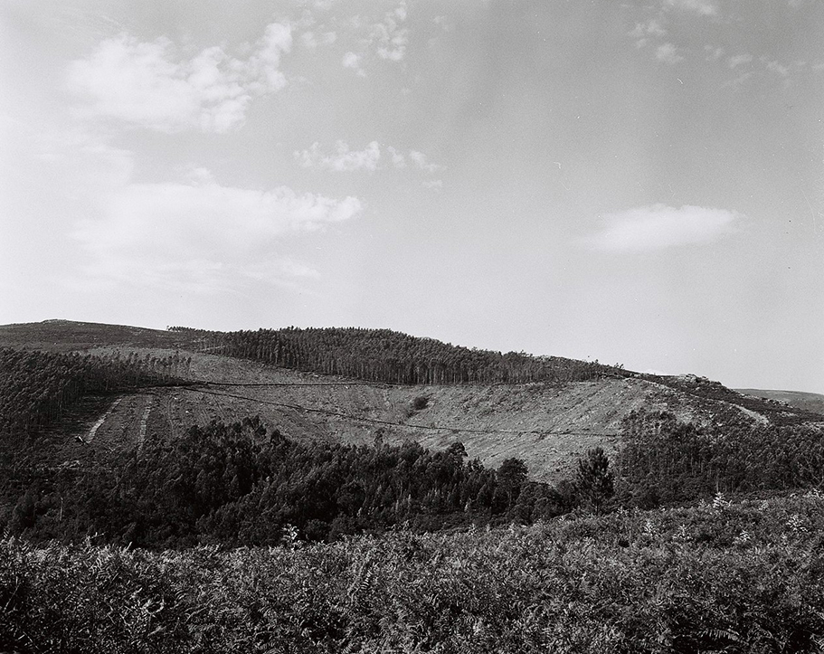 Vue d'un sous bois d'une forêt de hêtres en Auvergne
