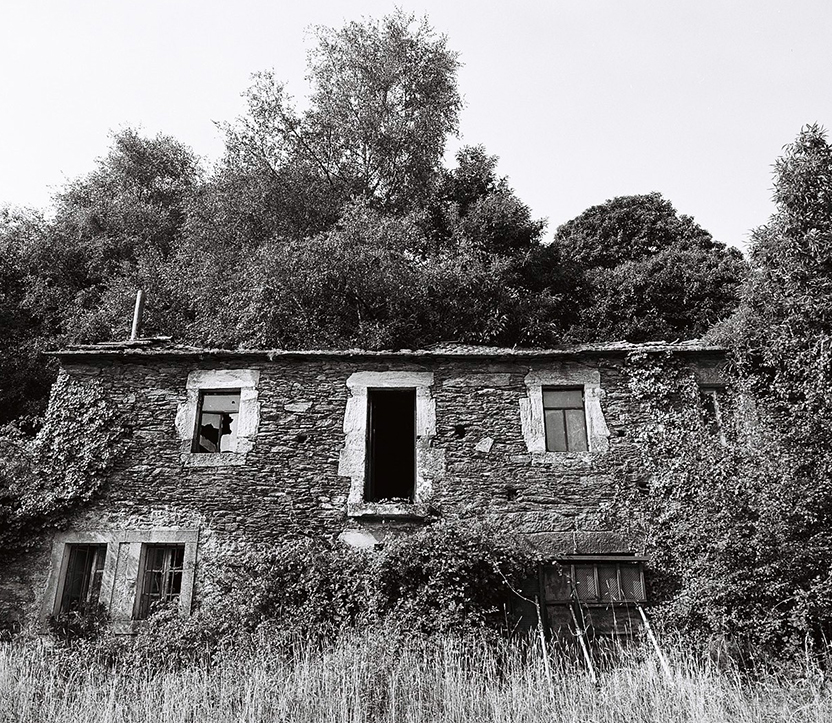 Vue d'un sous bois d'une forêt de hêtres en Auvergne